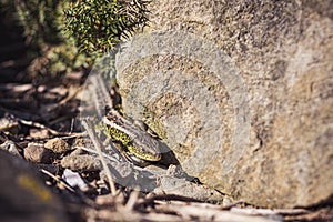 Lizard hiding behind a rock
