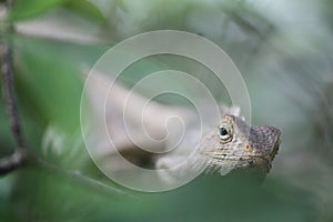 Lizard hiding in a bush