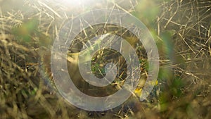 The lizard is hiding in the grass