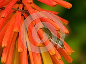 Lizard hiding in orange flower