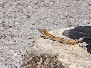 Lizard hiding on the ruins of Ancient Messini, Greece