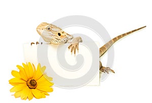 Lizard holding card in hand on white