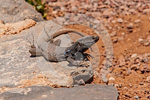 Lizard on hot stones