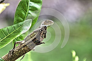 Lizard Hugging Branch at Bollywood Veggies Farm