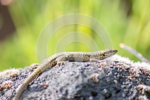 Lizard on the hunt for insects on a hot volcano rock warming up in the sun as hematocryal animal in macro view, isolated and close