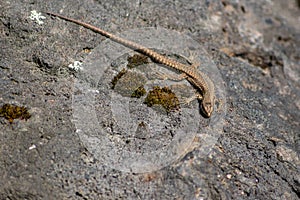 Lizard on the hunt for insects on a hot volcano rock warming up in the sun as hematocryal animal in macro view, isolated and close