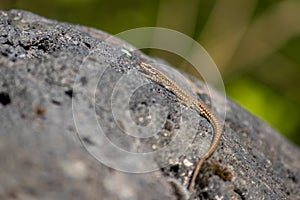 Lizard on the hunt for insects on a hot volcano rock warming up in the sun as hematocryal animal in macro view, isolated and close