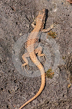 Lizard on the hunt for insects on a hot volcano rock warming up in the sun as hematocryal animal in macro view, isolated and close