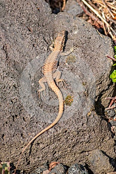 Lizard on the hunt for insects on a hot volcano rock warming up in the sun as hematocryal animal in macro view, isolated and close