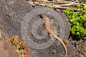 Lizard on the hunt for insects on a hot volcano rock warming up in the sun as hematocryal animal in macro view, isolated and close