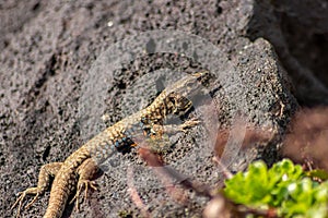 Lizard on the hunt for insects on a hot volcano rock warming up in the sun as hematocryal animal in macro view, isolated and close