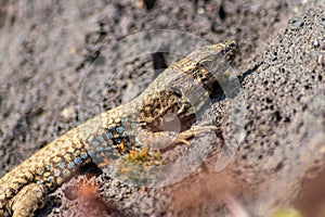 Lizard on the hunt for insects on a hot volcano rock warming up in the sun as hematocryal animal in macro view, isolated and close