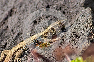 Lizard on the hunt for insects on a hot volcano rock warming up in the sun as hematocryal animal in macro view, isolated and close