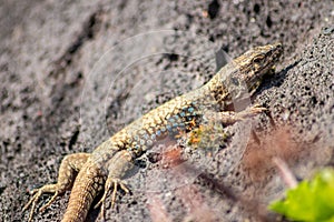 Lizard on the hunt for insects on a hot volcano rock warming up in the sun as hematocryal animal in macro view, isolated and close