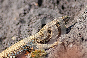 Lizard on the hunt for insects on a hot volcano rock warming up in the sun as hematocryal animal in macro view, isolated and close