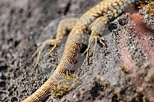 Lizard on the hunt for insects on a hot volcano rock warming up in the sun as hematocryal animal in macro view, isolated and close