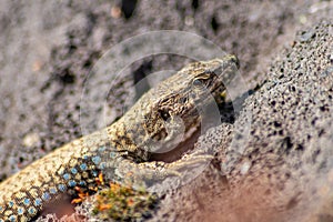 Lizard on the hunt for insects on a hot volcano rock warming up in the sun as hematocryal animal in macro view, isolated and close