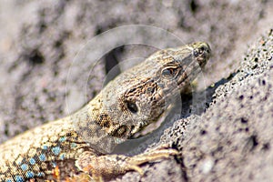 Lizard on the hunt for insects on a hot volcano rock warming up in the sun as hematocryal animal in macro view, isolated and close