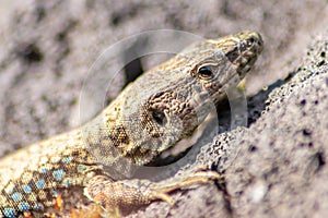 Lizard on the hunt for insects on a hot volcano rock warming up in the sun as hematocryal animal in macro view, isolated and close