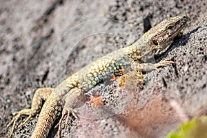 Lizard on the hunt for insects on a hot volcano rock warming up in the sun as hematocryal animal in macro view, isolated and close
