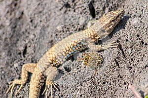 Lizard on the hunt for insects on a hot volcano rock warming up in the sun as hematocryal animal in macro view, isolated and close