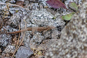 Lizard on the hunt for insects on a hot volcano rock warming up in the sun as hematocryal animal in macro view, isolated and close