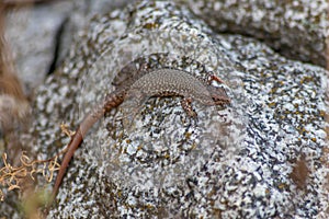 Lizard on the hunt for insects on a hot volcano rock warming up in the sun as hematocryal animal in macro view, isolated and close