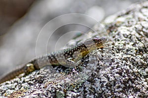 Lizard on the hunt for insects on a hot volcano rock warming up in the sun as hematocryal animal in macro view, isolated and close