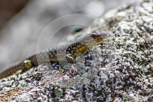 Lizard on the hunt for insects on a hot volcano rock warming up in the sun as hematocryal animal in macro view, isolated and close