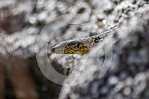 Lizard on the hunt for insects on a hot volcano rock warming up in the sun as hematocryal animal in macro view, isolated and close