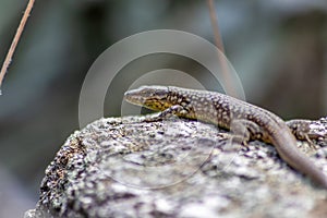 Lizard on the hunt for insects on a hot volcano rock warming up in the sun as hematocryal animal in macro view, isolated and close