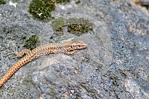 Lizard on the hunt for insects on a hot volcano rock warming up in the sun as hematocryal animal in macro view, isolated and close