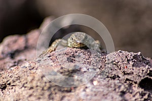 Lizard on the hunt for insects on a hot volcano rock warming up in the sun as hematocryal animal in macro view, isolated and close