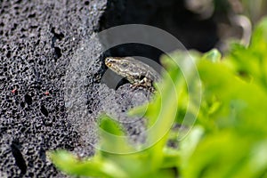 Lizard on the hunt for insects on a hot volcano rock warming up in the sun as hematocryal animal in macro view, isolated and close