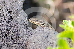 Lizard on the hunt for insects on a hot volcano rock warming up in the sun as hematocryal animal in macro view, isolated and close