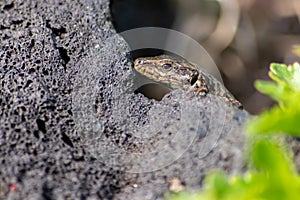 Lizard on the hunt for insects on a hot volcano rock warming up in the sun as hematocryal animal in macro view, isolated and close