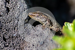 Lizard on the hunt for insects on a hot volcano rock warming up in the sun as hematocryal animal in macro view, isolated and close