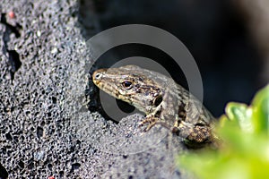 Lizard on the hunt for insects on a hot volcano rock warming up in the sun as hematocryal animal in macro view, isolated and close