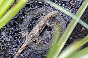 Lizard on the hunt for insects on a hot volcano rock warming up in the sun as hematocryal animal in macro view, isolated and close