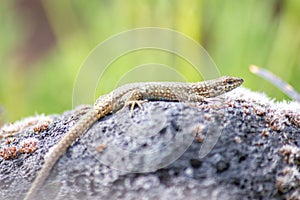 Lizard on the hunt for insects on a hot volcano rock warming up in the sun as hematocryal animal in macro view, isolated and close