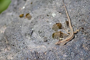 Lizard on the hunt for insects on a hot volcano rock warming up in the sun as hematocryal animal in macro view, isolated and close