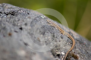 Lizard on the hunt for insects on a hot volcano rock warming up in the sun as hematocryal animal in macro view, isolated and close