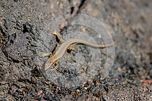 Lizard on the hunt for insects on a hot volcano rock warming up in the sun as hematocryal animal in macro view, isolated and close