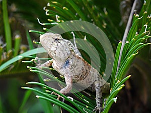 A lizard is hunting insects in the jungle