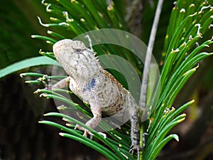 A lizard is hunting insects in the jungle