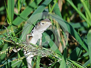 A lizard is hunting insects in the jungle