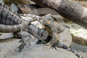 Lizard hunts in the wild