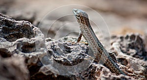 Lizard at Ibiza