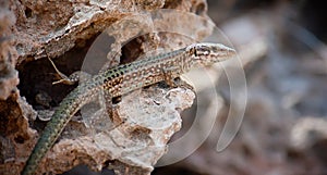Lizard at Ibiza