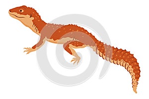 Lizard icon. Tropical colorful decorative amphibian. Fauna character in wildlife or zoo. Wildlife colorful creature